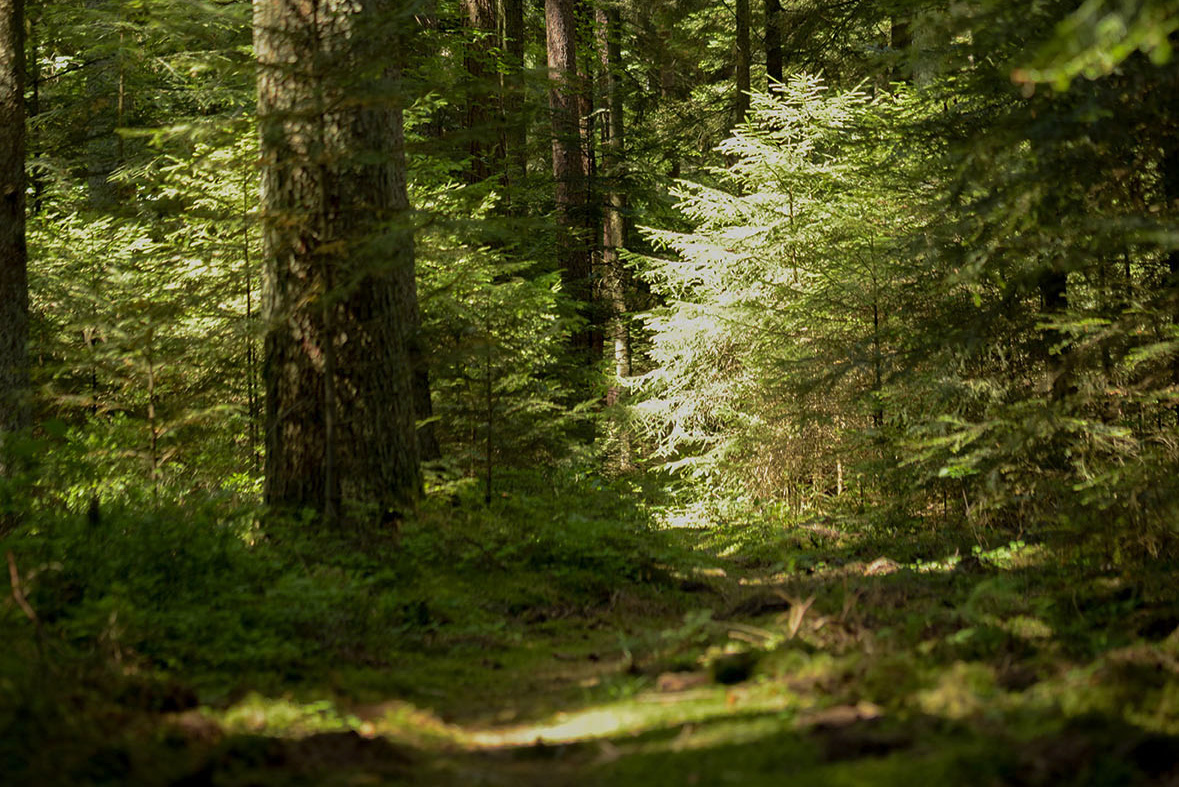 Path in black forest with moss